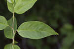 Lanceleaf buckthorn